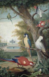 Parrots and a Lizard in a Picturesque Park
